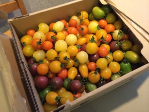 色さまざまなミニトマト